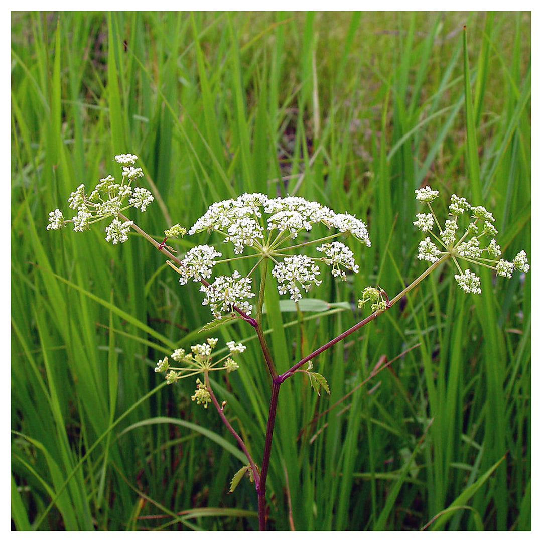 Cicuta Maculata Plant Seeds for Planting | Heirloom, Non-GMO, High Germination Organic Garden Seeds for Wetland Gro | Neera Seeds product photo [neera-v4-37c5654b5b2f0402ba52]