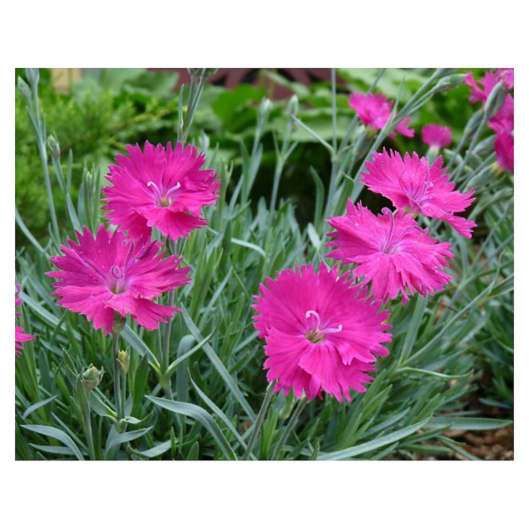 Heirloom Pink Dianthus Flower Seeds for Planting – Non-GMO, High Germination Fragrant Garden Blooms | Neera Seeds product photo [neera-v4-37c7e22264d689865bfc]