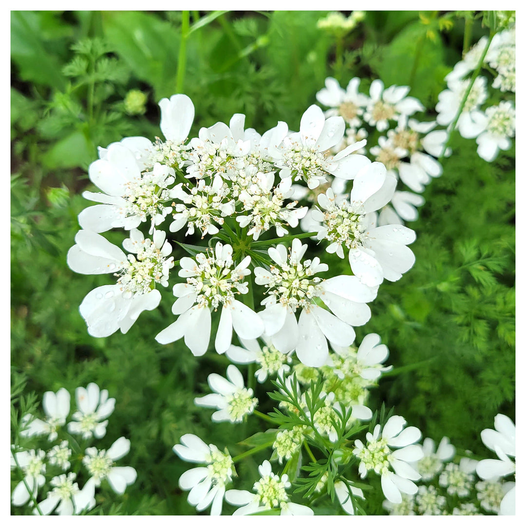 Organic White Orlaya Flower Seeds for Planting – Heirloom, Non-GMO | Neera Seeds product photo [neera-v4-37c846320979cbaff4d9]
