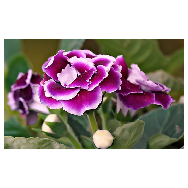 Gloxinia Purple White Seeds for Planting – Organic, Heirloom, Non-GMO High Germination Garden Seeds | Neera Seeds product photo [neera-v4-37caea7b2dddc707f926]