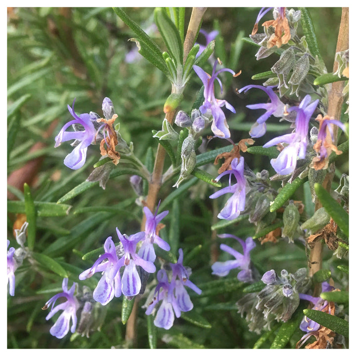 Heirloom Non-GMO Violet Rosemary Seeds for Planting – Organic Garden Seeds | Neera Seeds product photo [neera-v4-37d3b63ca4b9335a316e]