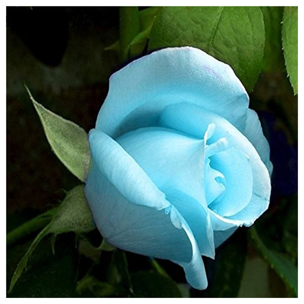 Ice Blue Rose Plant Seeds for Planting Non-GMO Heirloom Garden Seeds for Growing Beautiful Flowers | Neera Seeds product photo [neera-v4-37d75f0cb9e044f34179]