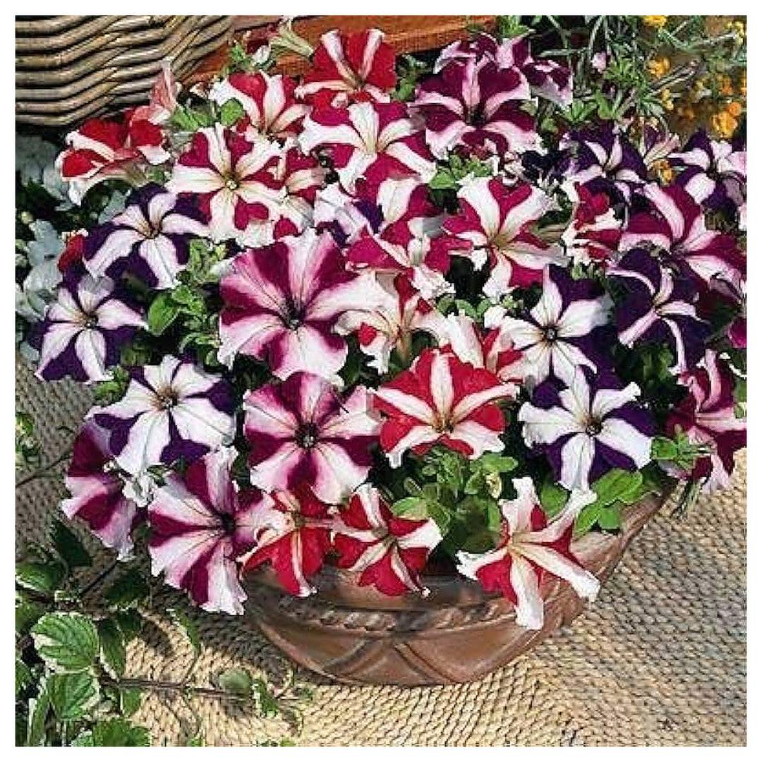 Double Petunia Flower Mixed Fresh Planting Stunning Double Petunias Flower Seeds Home | Neera Seeds product photo [neera-v4-37fa66ed7ffeb8f6242c]