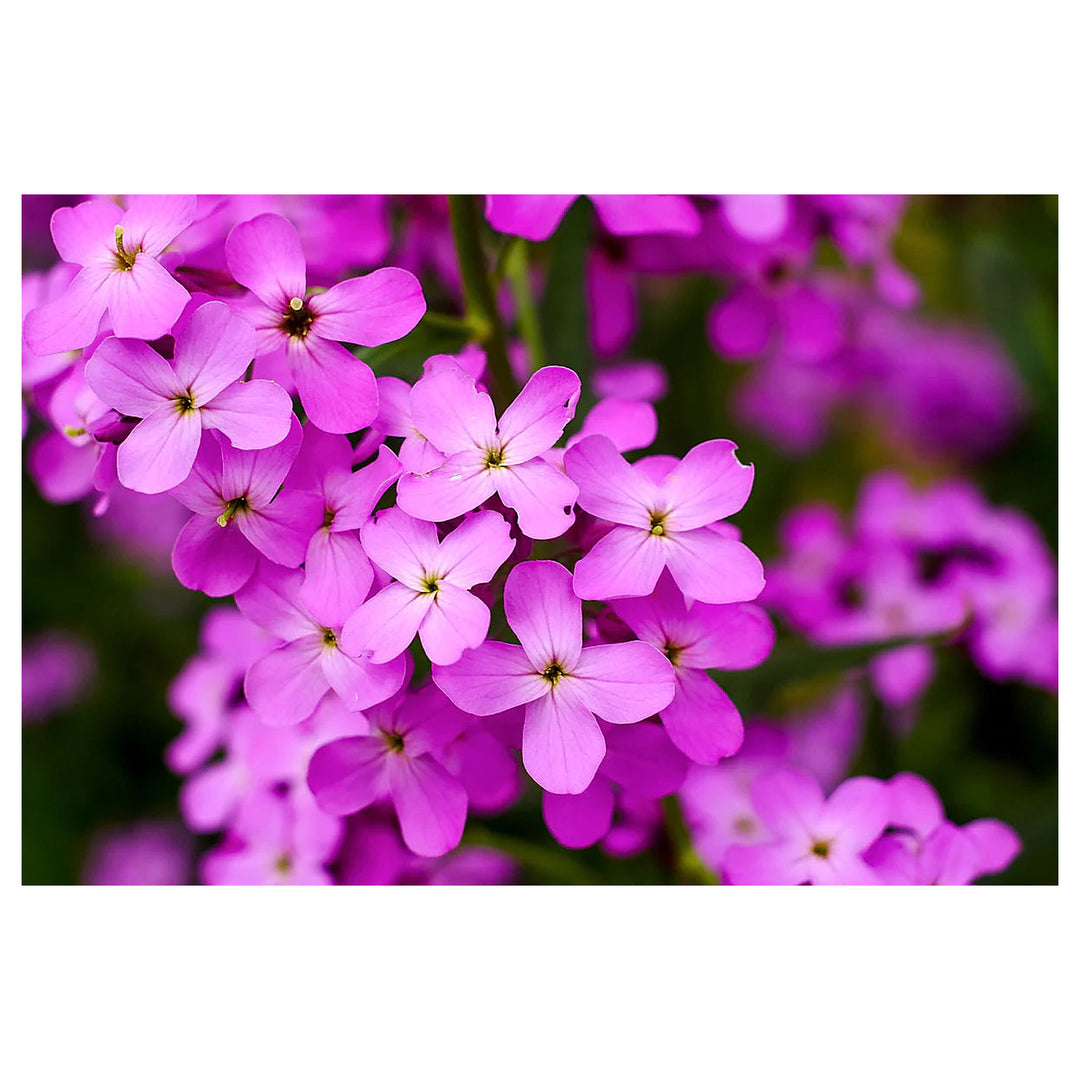 Heirloom Non-GMO Fuchsia Dames Rocket Flower Seeds for Planting – Fragrant Pollinator-Friendly Garden Blooms | Neera Seeds product photo [neera-v4-38216da7a6fba8ec8e2c]