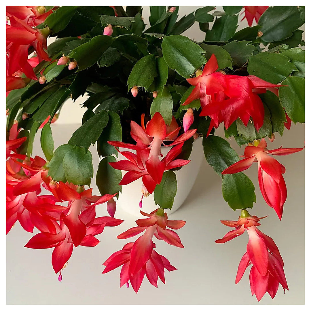 Red Schlumbergera Flower Seeds for Planting – Heirloom Non-GMO Christmas Cactus Seeds | Neera Seeds product photo [neera-v4-38299b55247338016120]