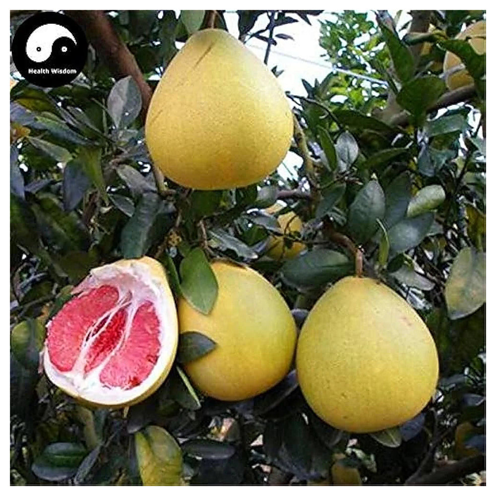 Heirloom Citrus Maxima Pomelo Fruit Seeds for Planting – Grow Your Own Orchard, Non-GMO, High Germination Seeds | Neera Seeds product photo [neera-v4-3830310006458976a5f9]