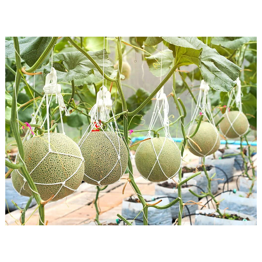 Green Muskmelon Fruit Seeds for Planting – Sweet Melons for Home Garden, Heirloom & Non-GMO Seeds | Neera Seeds product photo [neera-v4-3830b546f65b22ace58f]