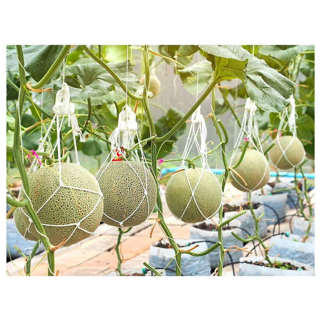 Green Muskmelon Fruit Seeds for Planting – Sweet Melons for Home Garden, Heirloom &amp; Non-GMO Seeds | Neera Seeds product photo [neera-v4-3830b546f65b22ace58f]