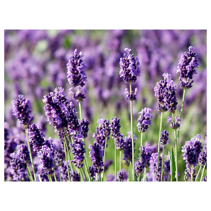 Lavender Munstead Flower Seeds for Planting – Heirloom, Non-GMO Organic Garden Seeds with High Germination | Neera Seeds product photo [neera-v4-3831ba1f5fb40f2a99df]