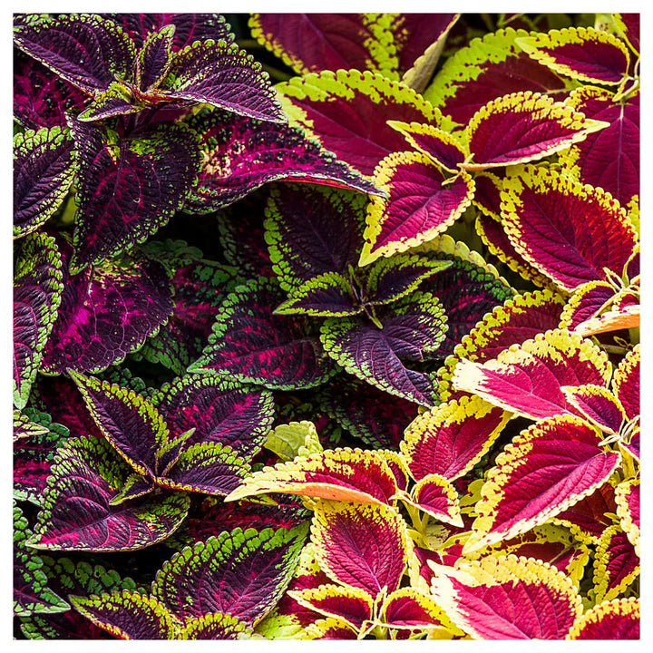 Coleus Multi-Colored Plant Seeds – Heirloom, Non-GMO Seeds for Planting Vibrant Foliage | Neera Seeds product photo [neera-v4-384f0050666b48776690]