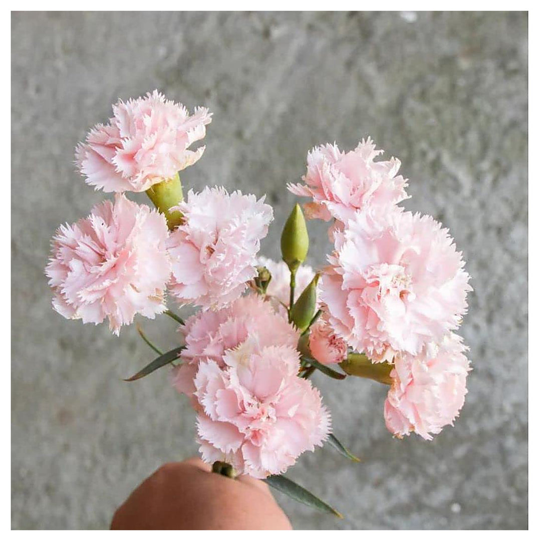 Carnation Chabaud La France Flower Dianthus Caryophyllus Flower Seeds for Home Garden Planting, | Neera Seeds product photo [neera-v4-3852b93b343649621ebd]
