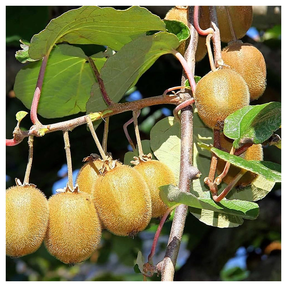 Kiwi Hayward Seeds – High-Yield, Cold Hardy Fruit Seeds for Garden Planting | Neera Seeds product photo [neera-v4-385add7ba71d8a663589]