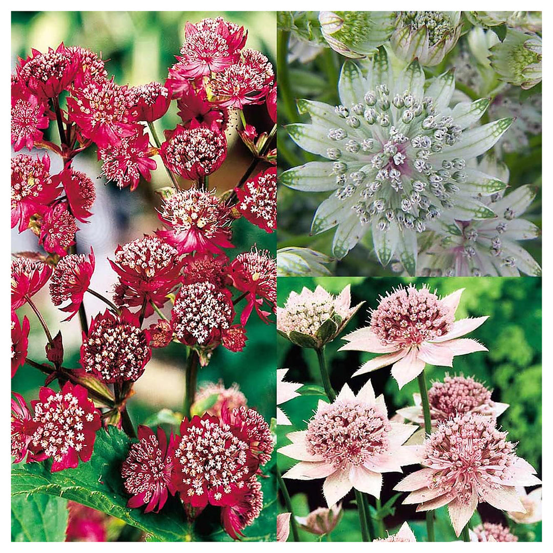 Mixed Astrantia Flower Seeds for Garden Planting – Perennial Blooms for Borders & Landscaping | Neera Seeds product photo [neera-v4-385f43145f3969574bb2]