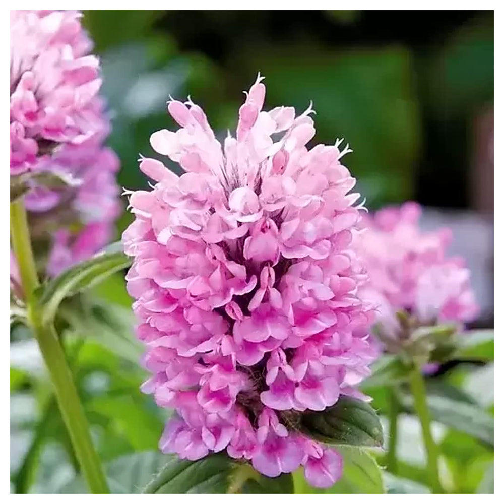 Nepeta Parnassica Plant Seeds for Planting – Heirloom Non-GMO Organic Garden Seeds with High Germination | Neera Seeds product photo [neera-v4-38642ab5261577717668]