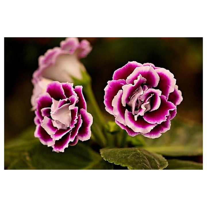 Gloxinia Purple White Seeds for Planting – Organic, Heirloom, Non-GMO High Germination Garden Seeds | Neera Seeds product photo [neera-v4-3867eba145f380ee5039]