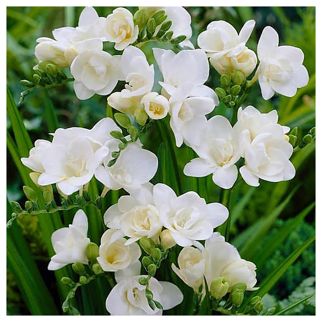 White White Freesia Flower Fresh Growing Freesia Flowers Flower Seeds Home Garden Planting, | Neera Seeds product photo [neera-v4-386c43f59a28d7754d45]
