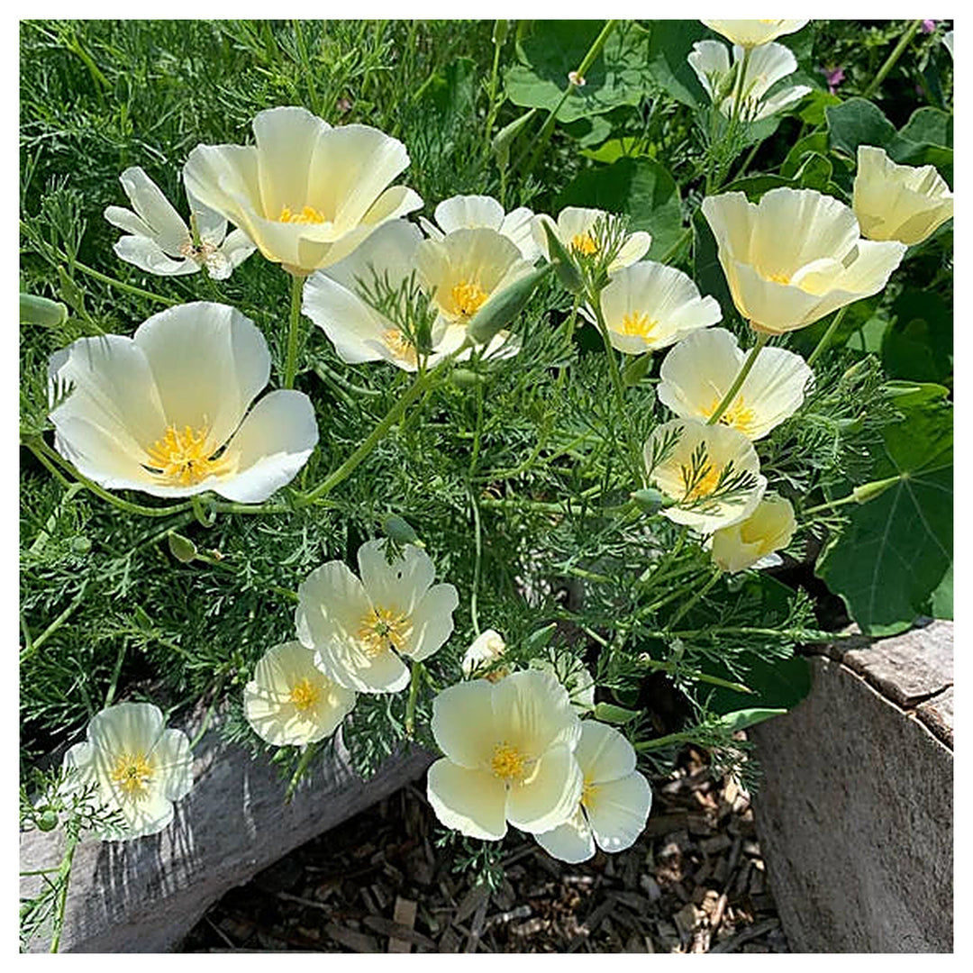 Heirloom White Eschscholtzia Jardim Flower Seeds for Planting – Non-GMO, Elegant Garden Blooms | Neera Seeds product photo [neera-v4-386dc1a8e71bab574a0f]