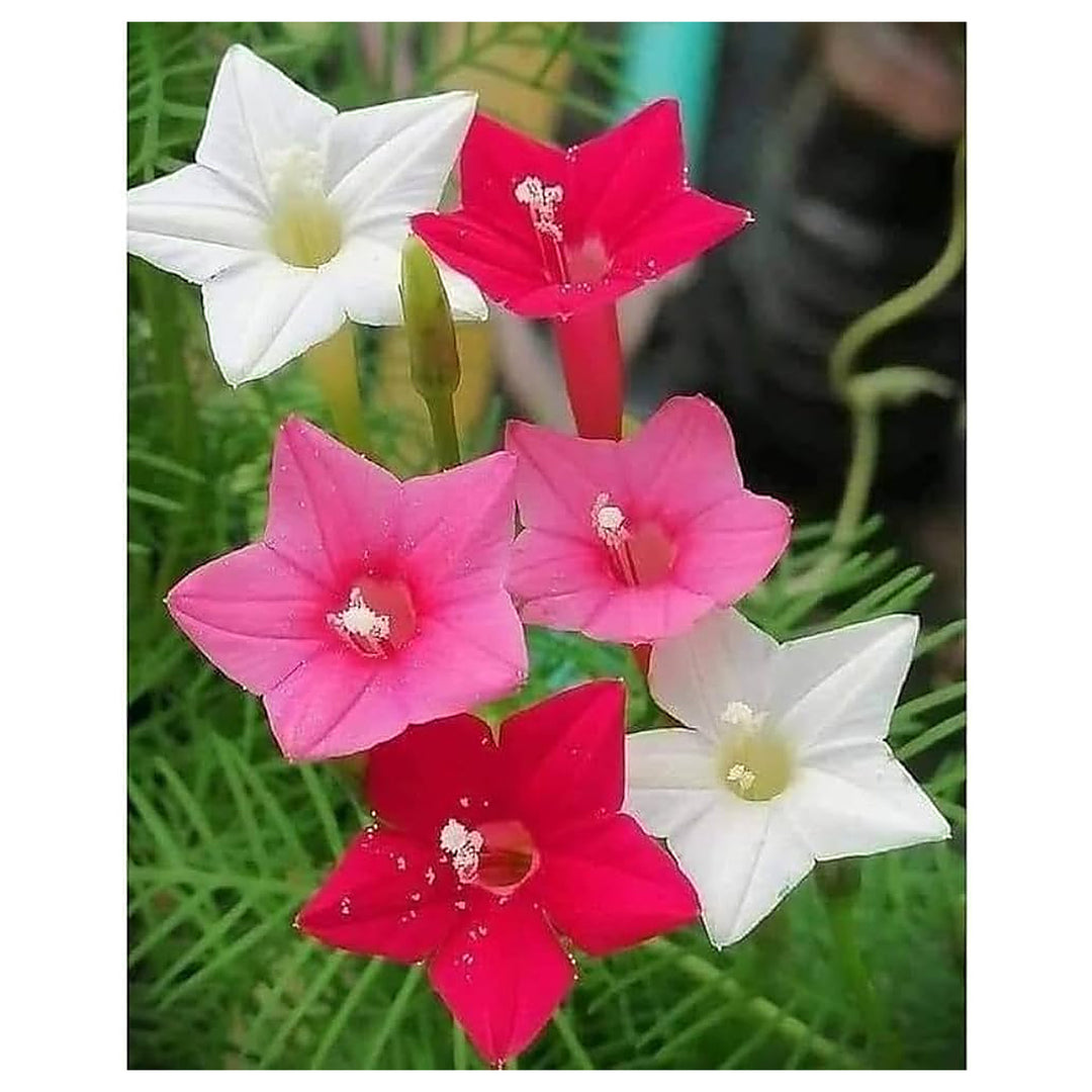 Cypress Vine Flower Climbing Plant Flower Seeds for Home Garden Planting, Premium Organic Blooming | Neera Seeds product photo [neera-v4-386e1c90317550f93c4b]