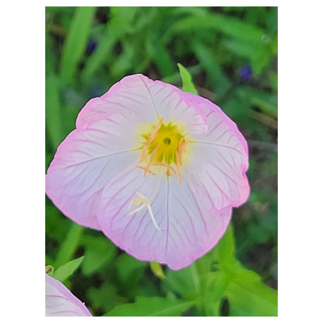 Oenothera speciosa (Mexican or Showy Evening Primrose)Flower Seeds-Heirloom,Non GMO Planting | Neera Seeds product photo [neera-v4-386f948bf706cee99445]