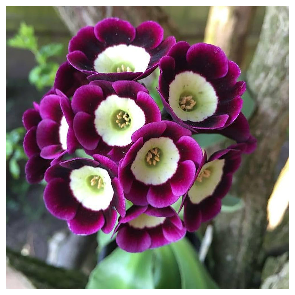 Organic Heirloom Violet Primrose Flower Seeds for Planting – Non-GMO Early Spring Blooms, High Germination Seeds | Neera Seeds product photo [neera-v4-38773a26bb54c929b96d]