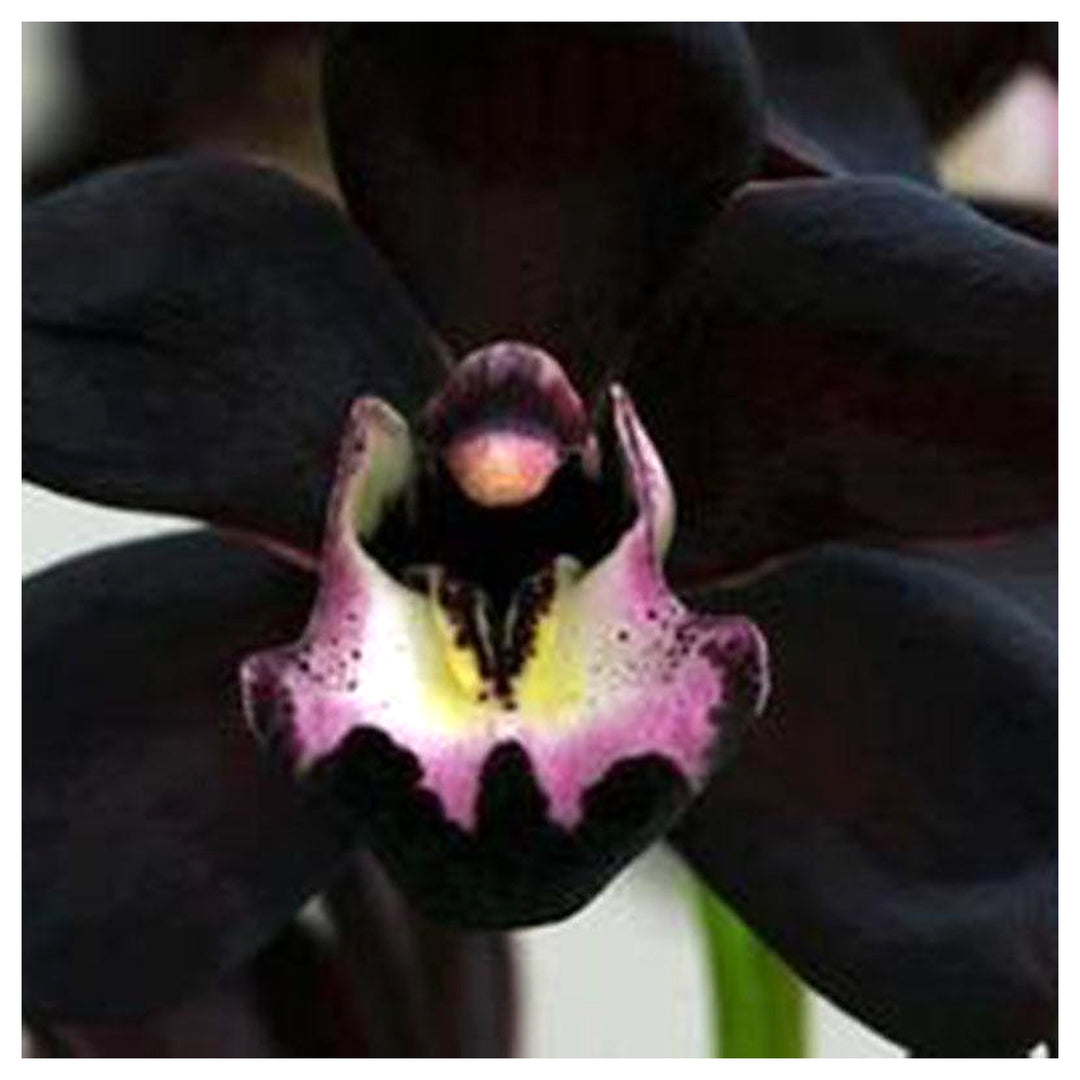 Heirloom Non-GMO Black Cymbidium Faberi Flower Seeds for Exotic Garden and Indoor Planting | Neera Seeds product photo [neera-v4-3877a30089cba4c71231]
