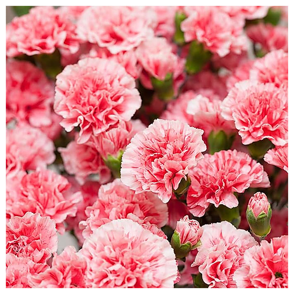 Light Pink Carnation Dianthus Seeds for Planting | Heirloom Non-GMO High Germination Organic Garden Flower Seeds | Neera Seeds product photo [neera-v4-38828cc92d405aa85c57]