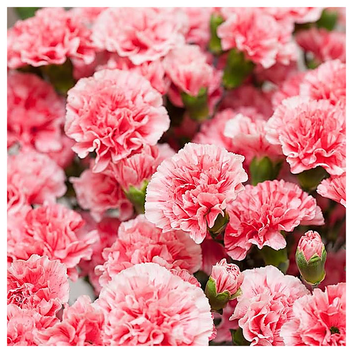 Light Pink Carnation Dianthus Seeds for Planting | Heirloom Non-GMO High Germination Organic Garden Flower Seeds | Neera Seeds product photo [neera-v4-38828cc92d405aa85c57]