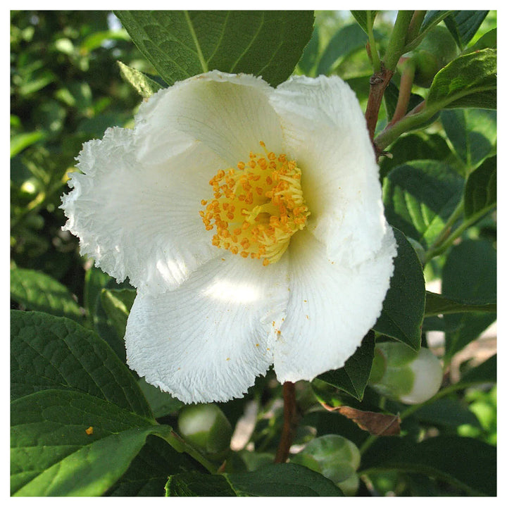 Stewartia White Seeds for Planting – Organic, Heirloom, Non-GMO Ornamental Tree Seeds | Neera Seeds product photo [neera-v4-3882e33597a0c838d94e]