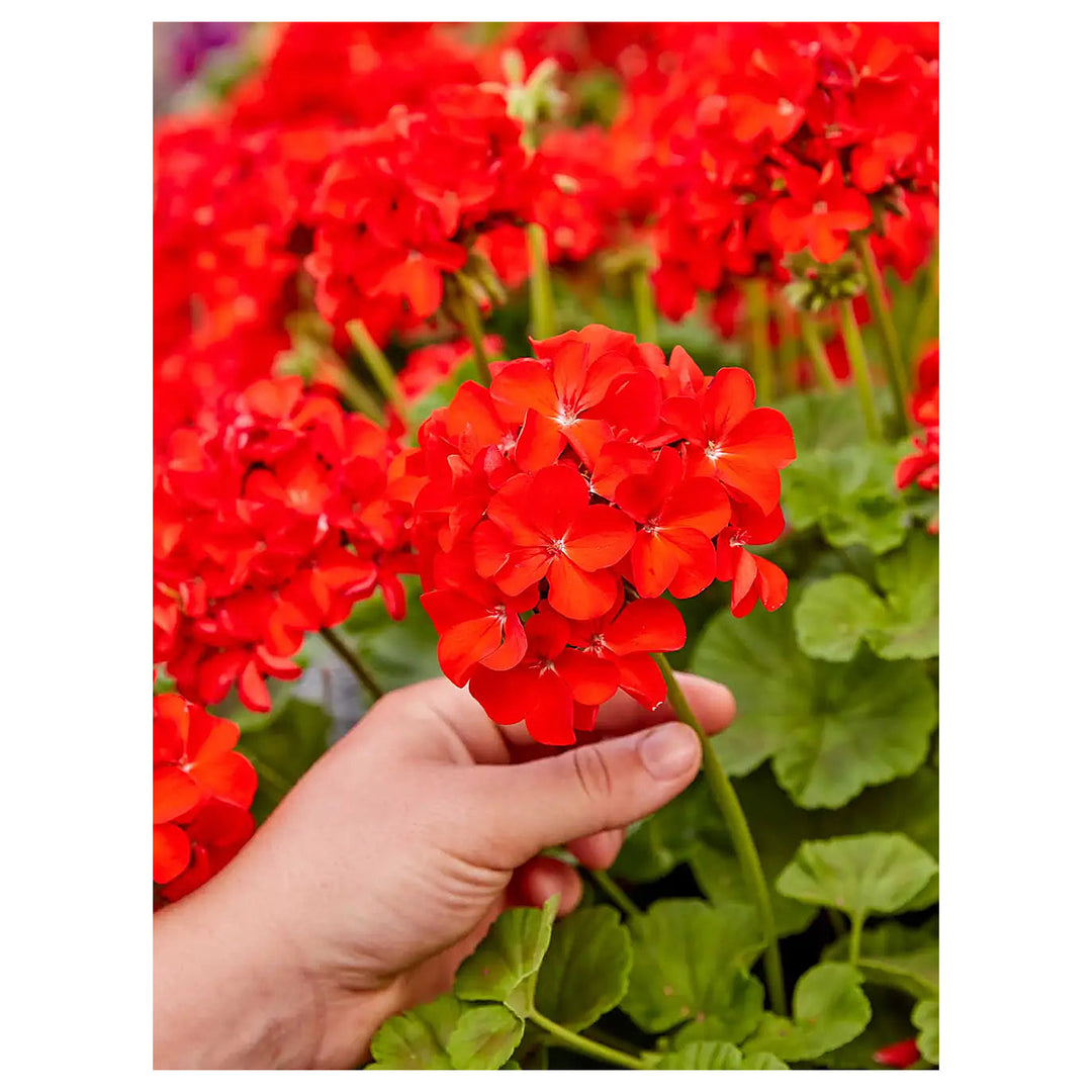 Heirloom Non-GMO Maverick Scarlet Flower Seeds for Planting – Bold Red Ornamental Garden Blooms | High Germination | Neera Seeds product photo [neera-v4-3884ed9cb53591682c37]