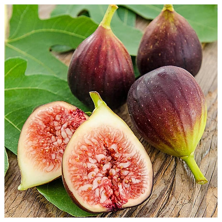 Brown Turkey Fig Tree Seeds for Planting – Hardy, Sweet, Heirloom, High Germination, Non-GMO Organic Garden Seeds | Neera Seeds product photo [neera-v4-3887a81687af34466932]