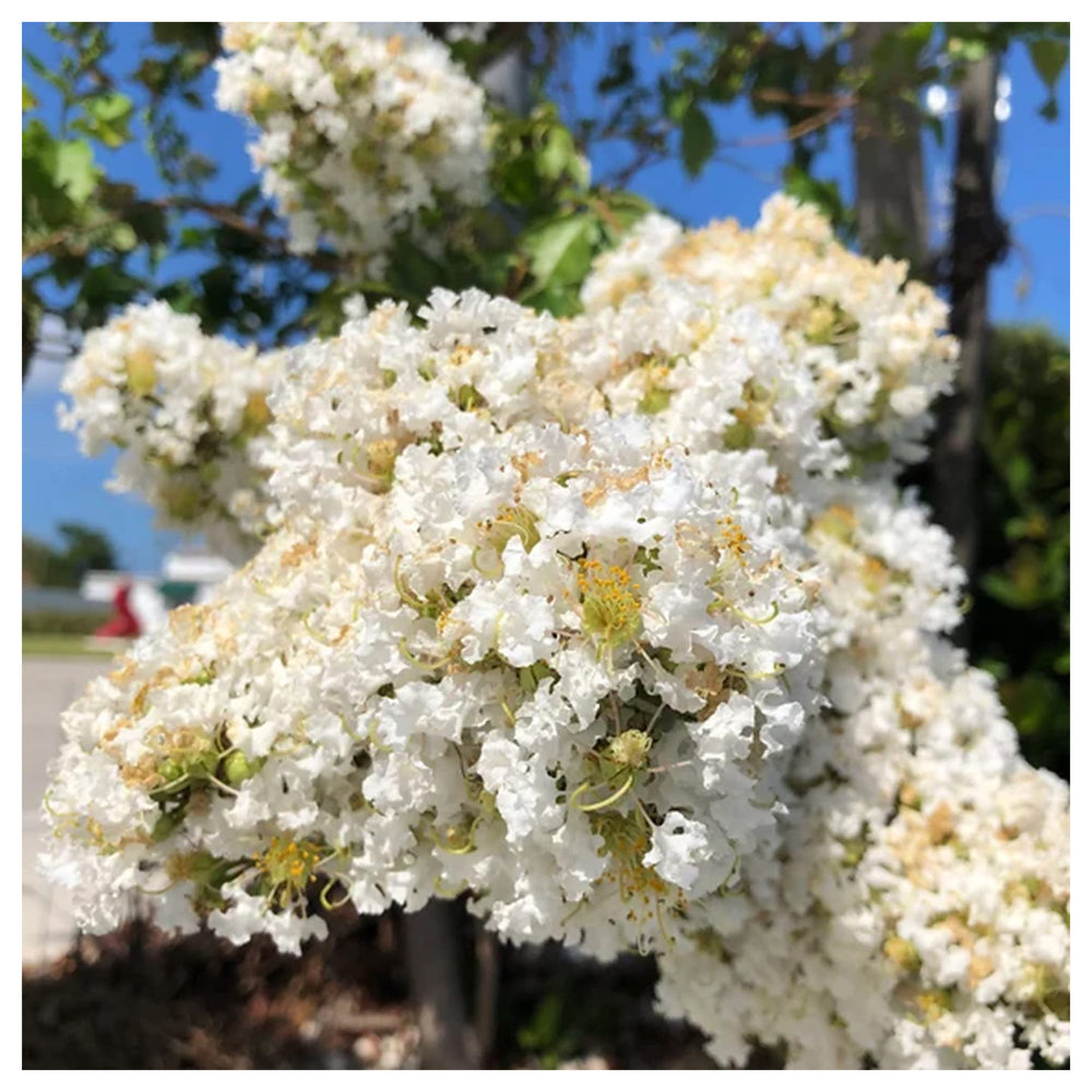 Heirloom Non-GMO White Crape Myrtle Tree Seeds for Garden Planting – Elegant Summer Blooming Tree | Neera Seeds product photo [neera-v4-388e0a6e90b513ecbb04]