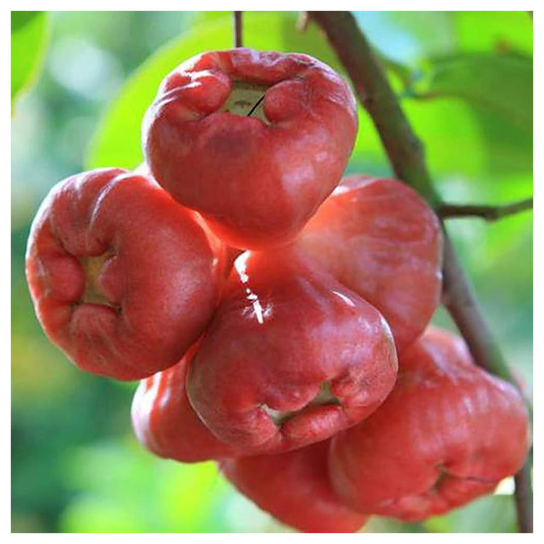 Rose Apple Fruit Seeds – Heirloom Non-GMO, High Germination Seeds for Planting Juicy Water Apples | Neera Seeds product photo [neera-v4-388e40adf27b49aecda1]