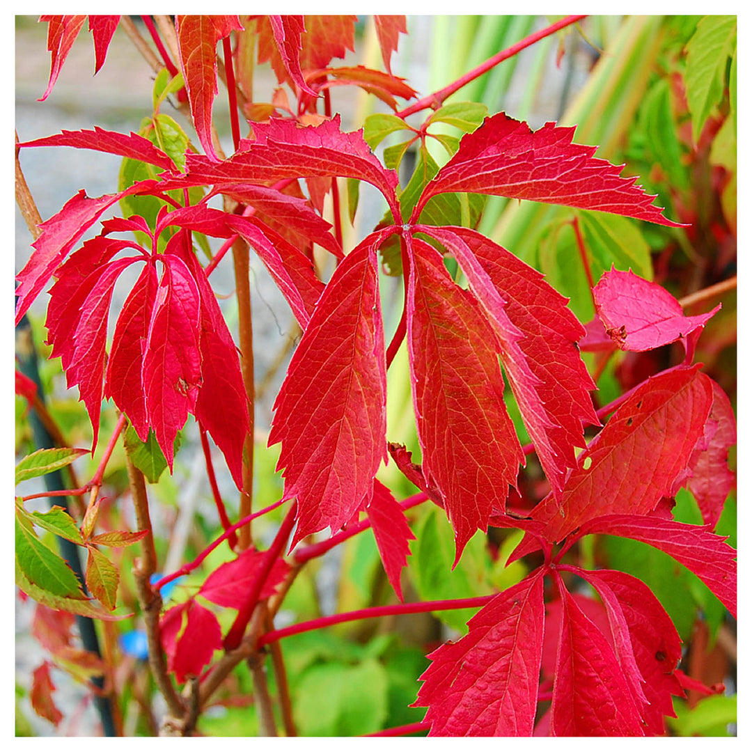 Parthenocissus Seeds for Planting – Organic, Heirloom, Non-GMO Climbing Plant Seeds | Neera Seeds product photo [neera-v4-38b12911a5a4e5eab23f]