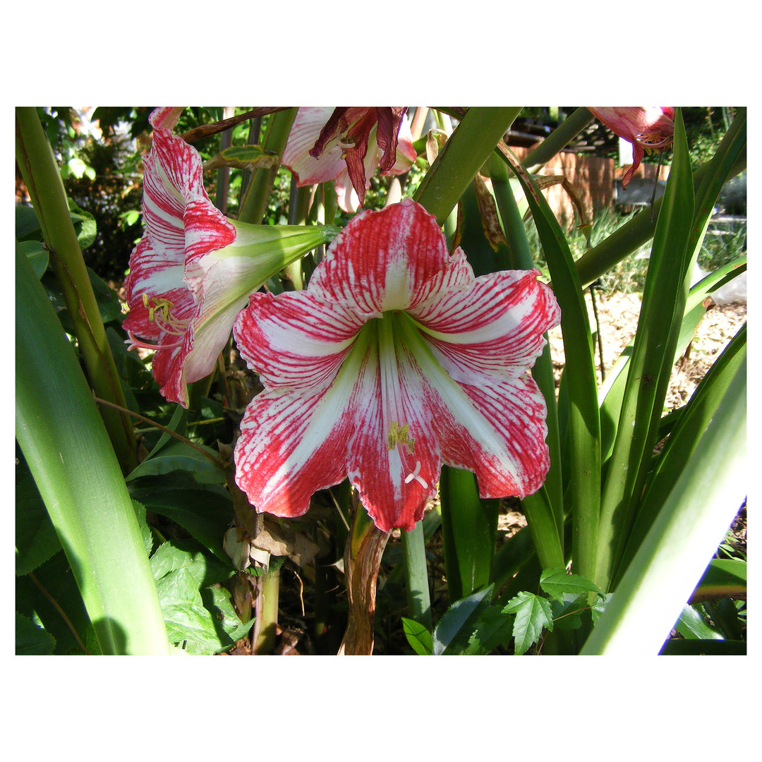 White Red Hippeastrum Flower Seeds – Heirloom Non-GMO Amaryllis Blooms | Neera Seeds product photo [neera-v4-38b576c7d118f05b971e]