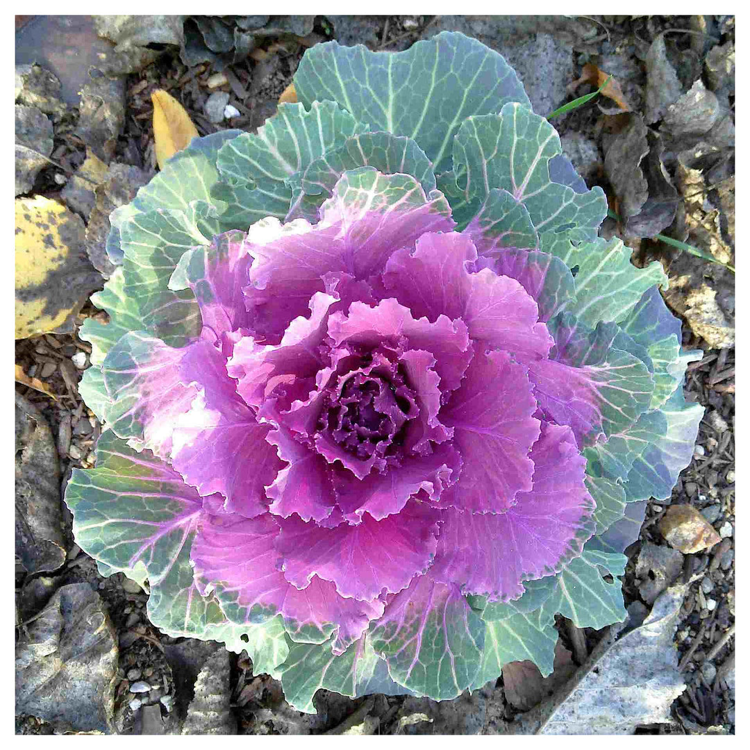 Heirloom Non-GMO Purple Kale Flower Seeds for Planting | High Germination Organic Garden Seeds | Neera Seeds product photo [neera-v4-38bd007ef31b24d3dd23]