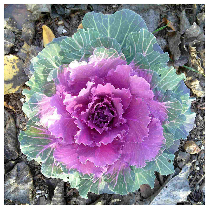 Heirloom Non-GMO Purple Kale Flower Seeds for Planting | High Germination Organic Garden Seeds | Neera Seeds product photo [neera-v4-38bd007ef31b24d3dd23]