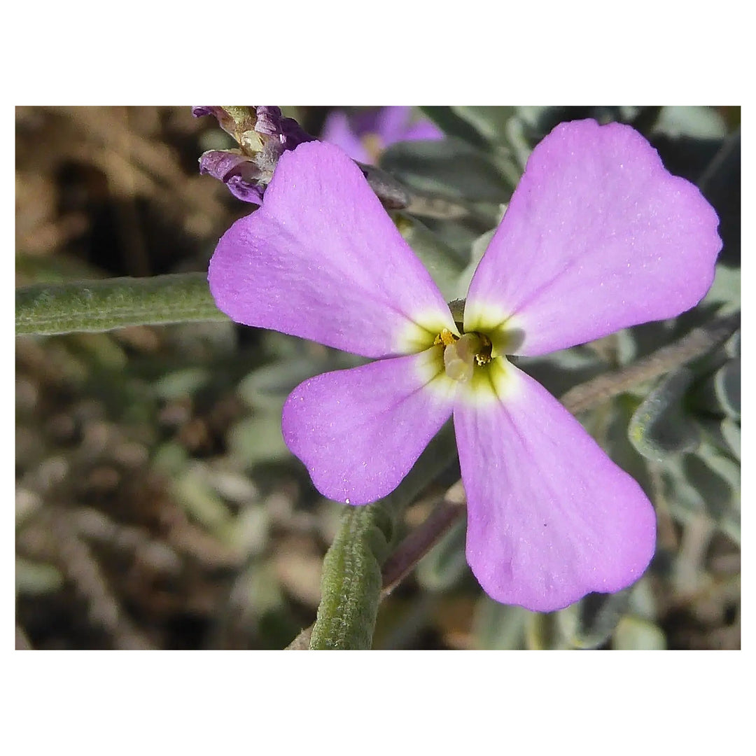 Matthiola Sinuata Flower Seeds for Planting – Heirloom, Non-GMO Stock Flower Seeds for Fragrant Garden Blooms | Neera Seeds product photo [neera-v4-38c3499698214892563d]