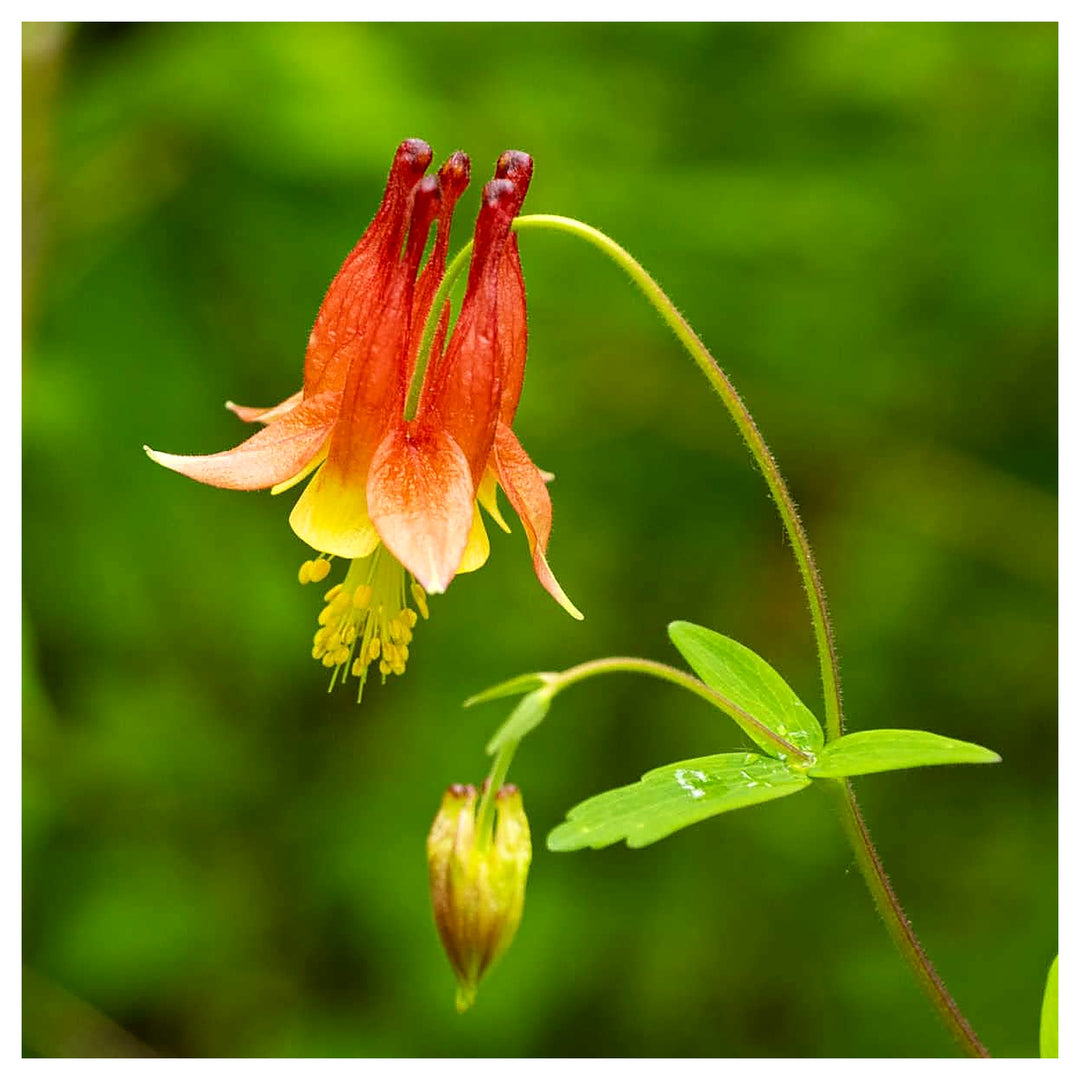 Orange Columbine Flower Seeds for Planting – Heirloom, Non-GMO, High Germination Organic Garden Seeds | Neera Seeds product photo [neera-v4-38c4da02ab0860e3f153]