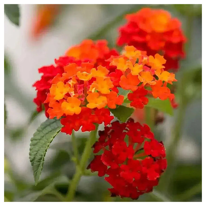 Orange Red Lantana Flower Seeds for Planting - NON GMO Seeds | Neera Seeds product photo [neera-v4-38c7c352f4d60172c848]
