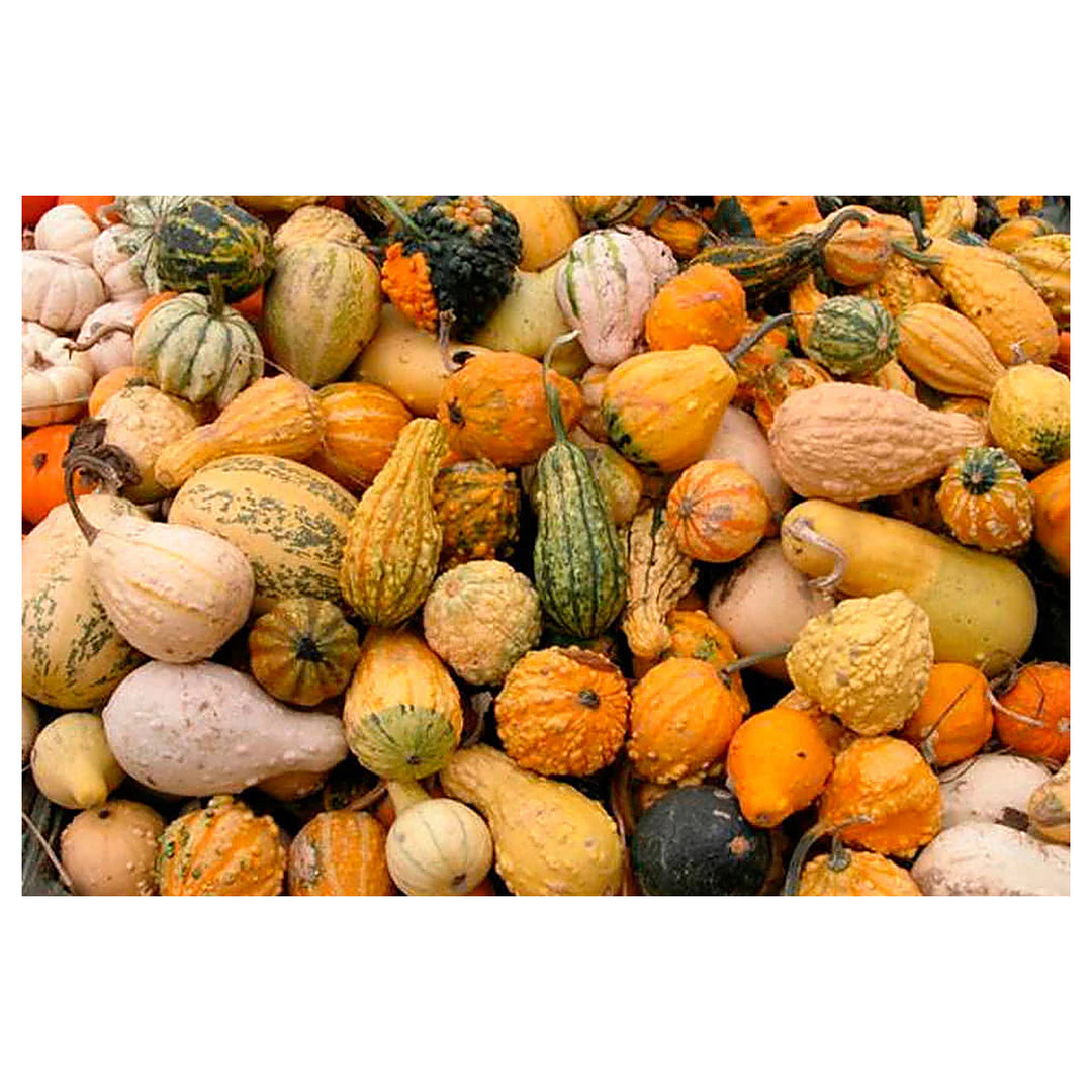Ornamental Pumpkin Seeds Mix for Planting – Organic, Heirloom, Non-GMO, High Germination Decorative Garden Seeds | Neera Seeds product photo [neera-v4-38e15bc1e4a5f9953fe1]