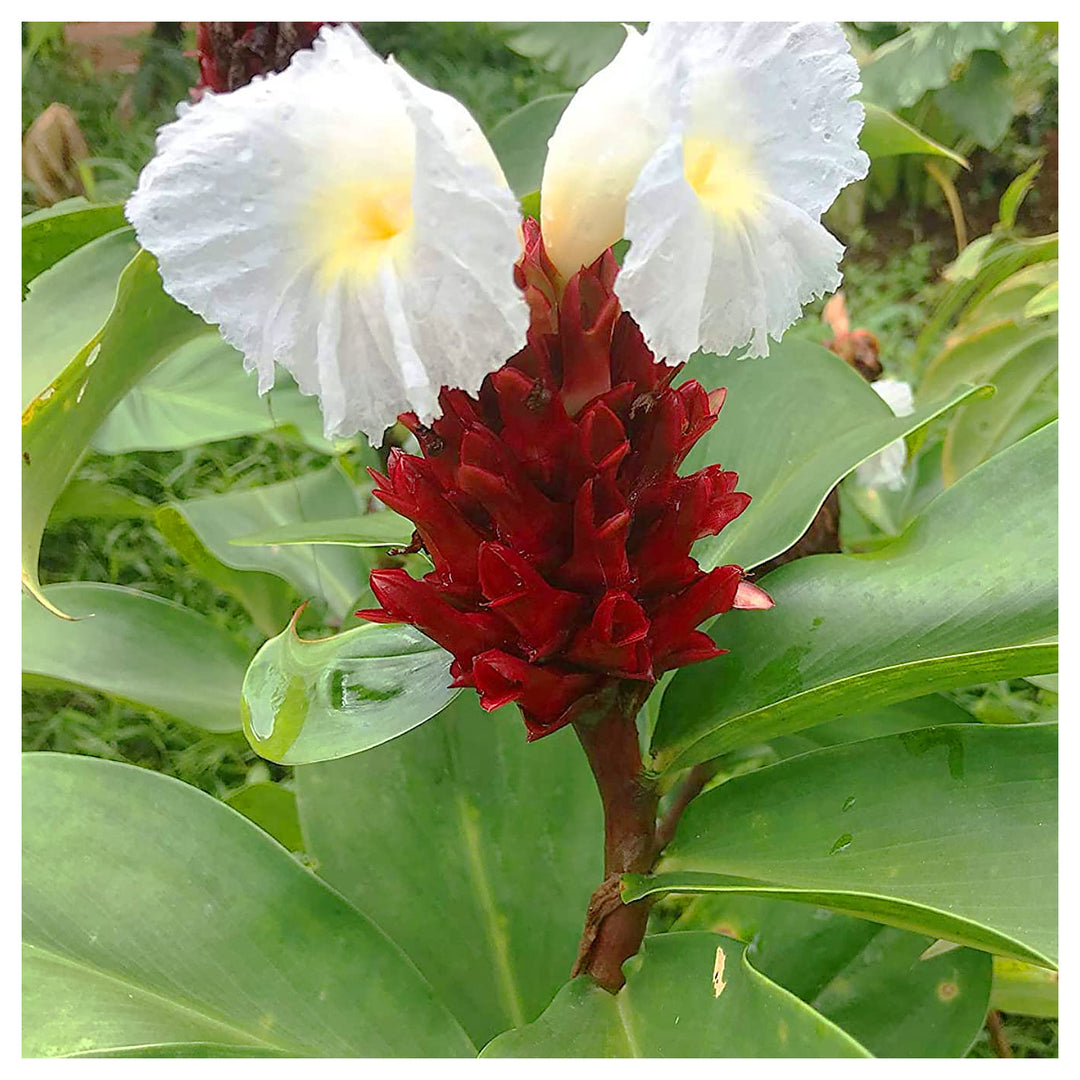 Costus Speciosus Flower Seeds – Heirloom Non-GMO Spiral Ginger, Tropical Garden Blooms, High Germination Seeds | Neera Seeds product photo [neera-v4-38e79dc3dc5edcad26a9]
