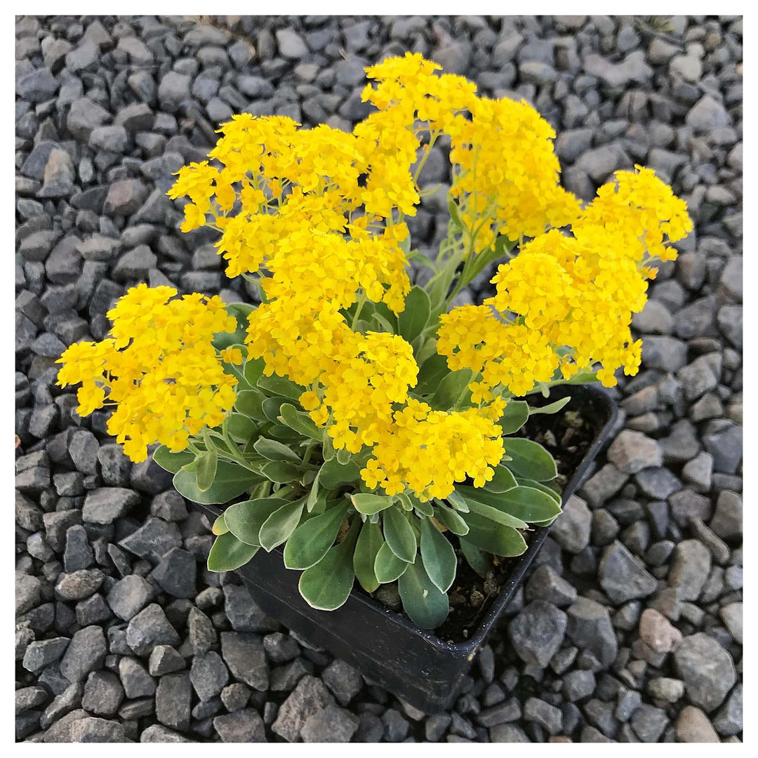 Yellow Rock Cress Plant Seeds for Planting - NON GMO Seeds | Neera Seeds product photo [neera-v4-38fc45176d346548044d]