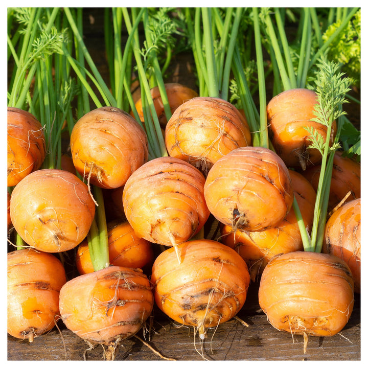 Beet Boldor Vegetable Seeds for Planting – Heirloom, Non-GMO, High Germination, Organic Garden Seeds | Neera Seeds product photo [neera-v4-3900839c61e06c1c1d32]