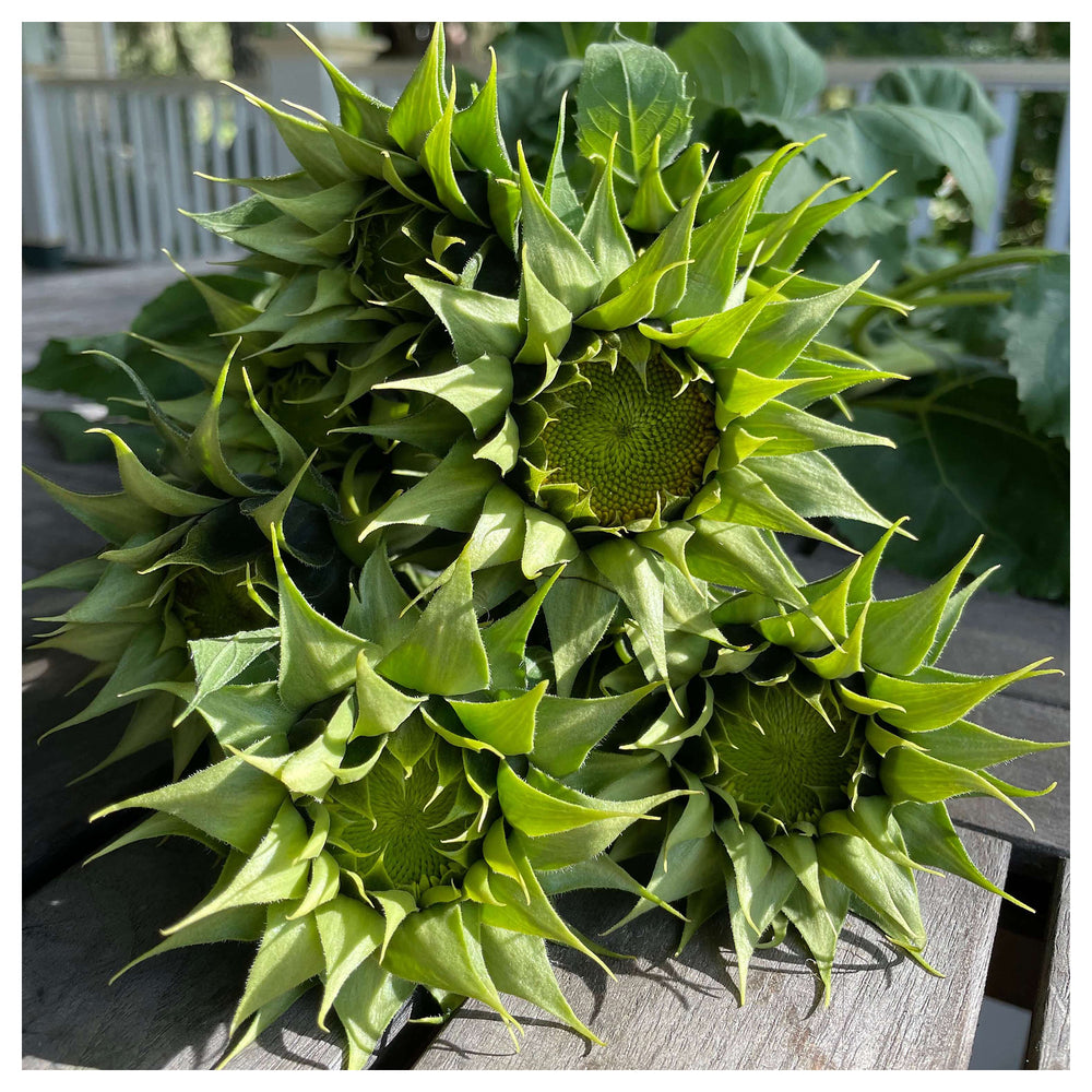 Green Sunflower Seeds for Planting – Heirloom, Non-GMO, High Germination Organic Garden Seeds | Neera Seeds product photo [neera-v4-39150e25eb8039023122]