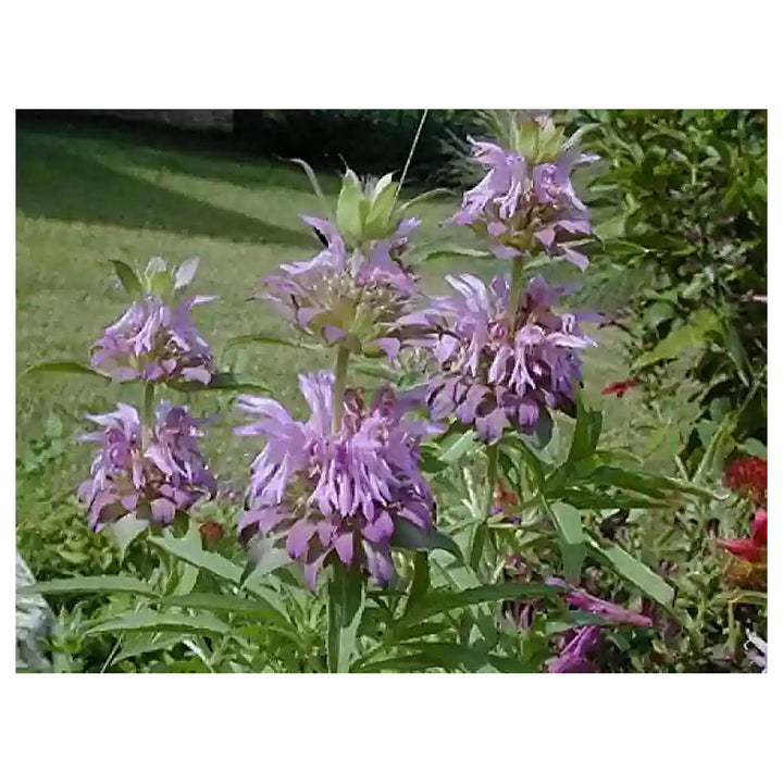 Lavender Lemon Mint Flower Seeds for Planting – Heirloom &amp; Non-GMO Seeds | Neera Seeds product photo [neera-v4-3936d4632d74efa35be3]