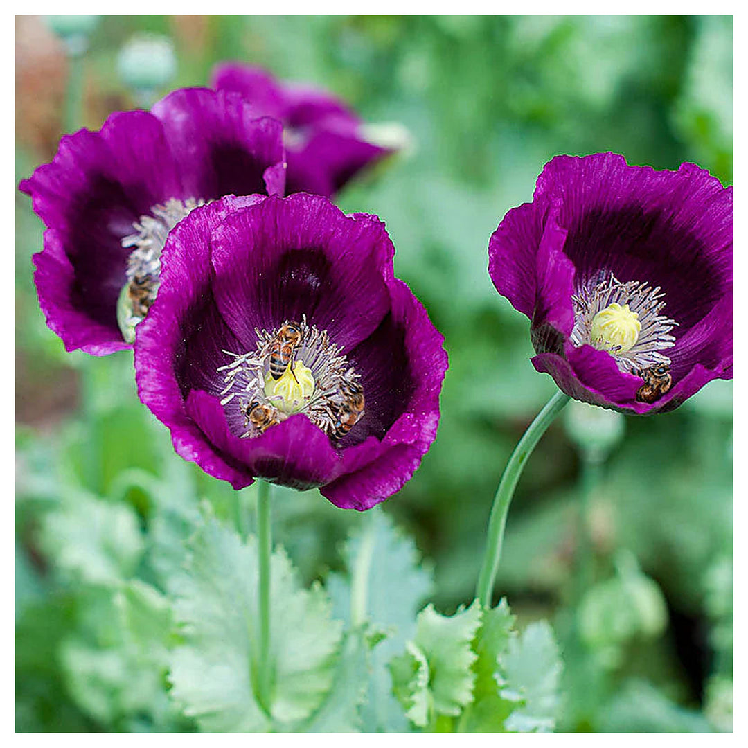 Purple Poppy Papaver Somniferum Flower For Planting Elegant Blooms For Pollinator Gardens | Neera Seeds product photo [neera-v4-394d9f4f0aa8371986a0]