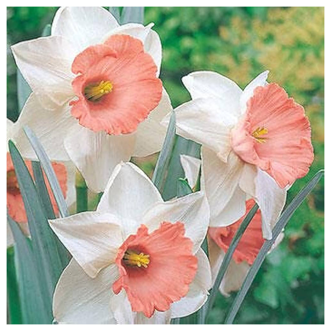 Nema Double Petals Narcissus Flower Seeds for Planting – Heirloom, Non-GMO, High Germination Organic Garden Seeds | Neera Seeds product photo [neera-v4-394f70c5905d013ac8e5]