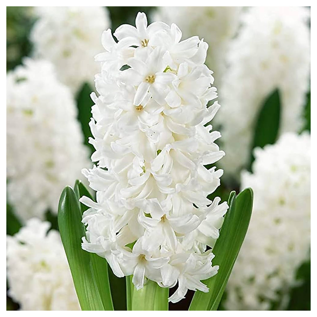 Hyacinthus Orientalis White Flower Seeds for Planting – Heirloom, Non-GMO, Organic Garden Seeds | Neera Seeds product photo [neera-v4-395761b18d415ee28172]