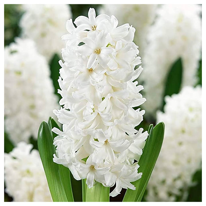 Hyacinthus Orientalis White Flower Seeds for Planting – Heirloom, Non-GMO, Organic Garden Seeds | Neera Seeds product photo [neera-v4-395761b18d415ee28172]