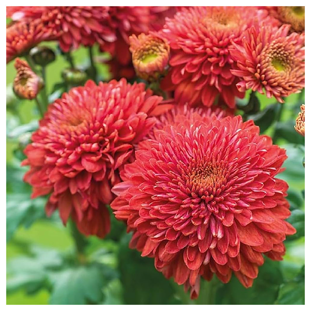 High Colorful Cornflower Bonsai Chrysanthemum Flower Varieties Balcony And Garden Planting | Neera Seeds product photo [neera-v4-398a6a0659caee21d448]